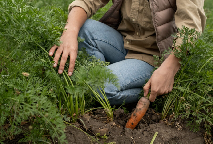 Cum Se Plantează Morcovii: Ghid Pas cu Pas pentru O Recoltă Reușită