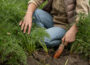 Cum Se Plantează Morcovii: Ghid Pas cu Pas pentru O Recoltă Reușită